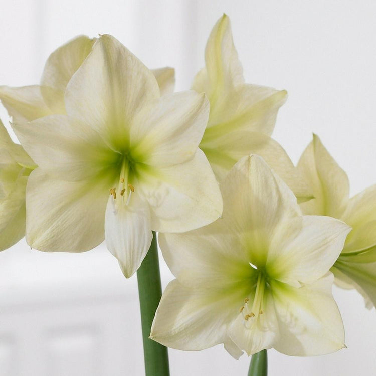 Amaryllis Single Lemon Star 34/36cm