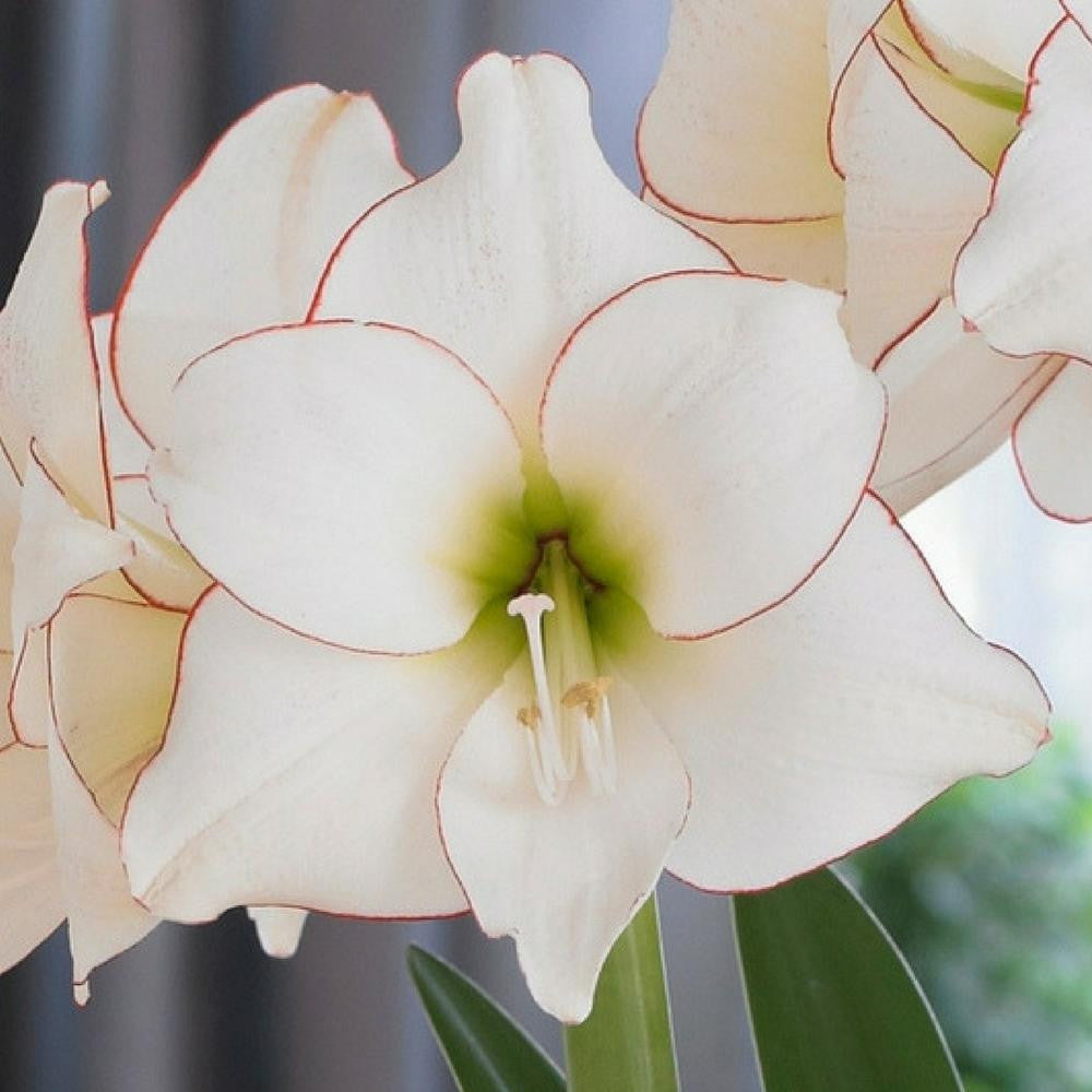 Amaryllis Single Picotee - 1 bulb - Longfield Gardens