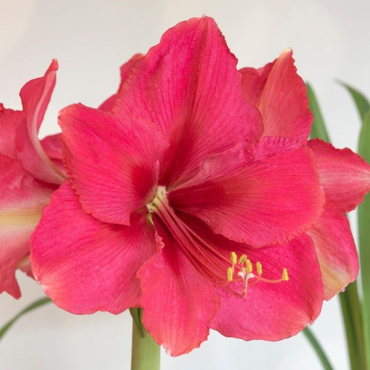 The flowers of amaryllis Pink Surprise, with deep, hot pink petals.