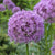 Close up of giant allium Gladiator in a garden setting, showing one violet-purple flower head with hundreds of tiny florets.