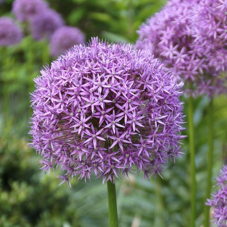 Allium Giant Gladiator