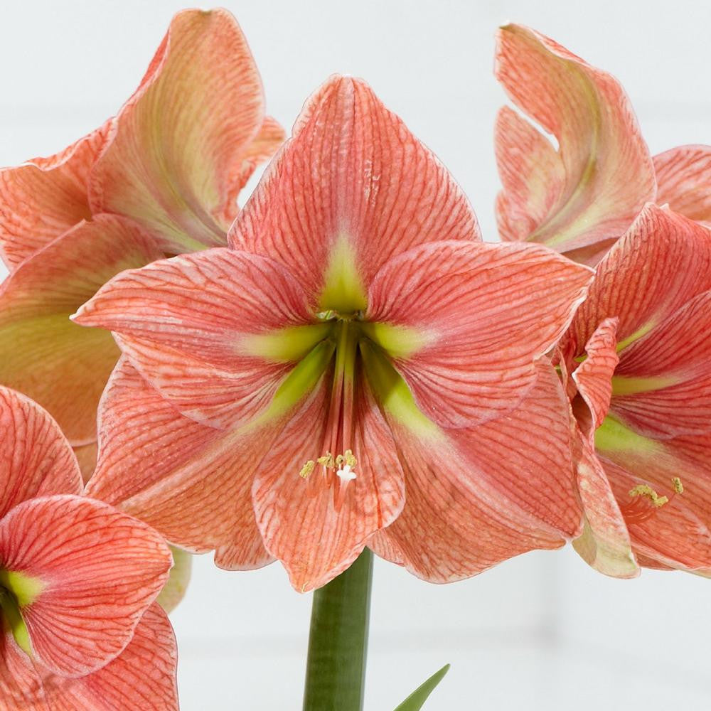 Amaryllis Single Terra Cotta Star - 1 bulb - Longfield Gardens