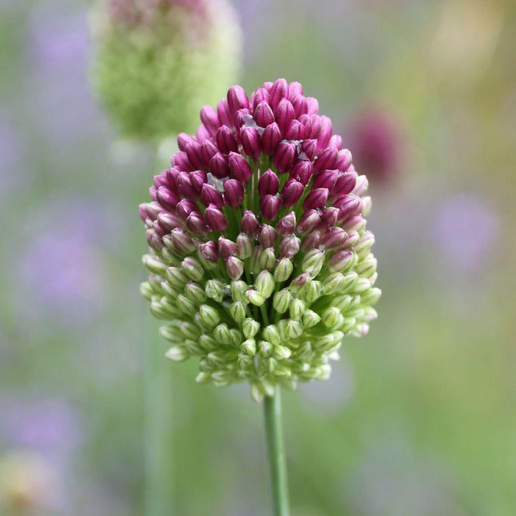Allium Sphaerocephalon Drumstick