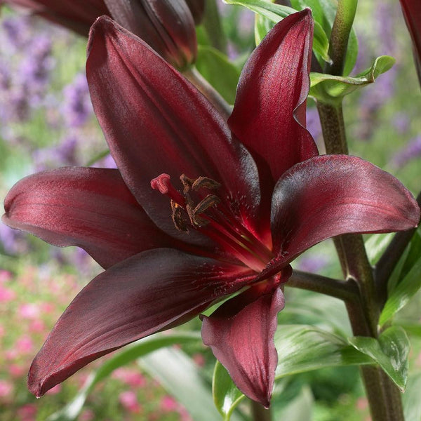 mascara asiatic lily Lily Asiatic Mapira