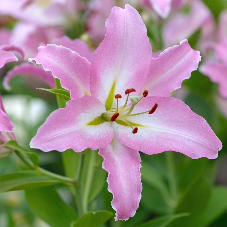 Lily Oriental Mabel