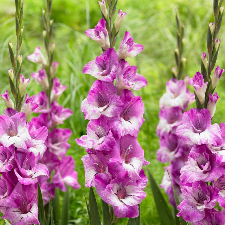 Gladiolus Large Flowering Andrews
