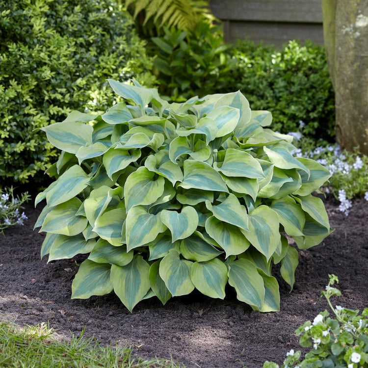 Hosta Small Leaf Luna Moth
