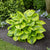 Medium Leaf Hostas