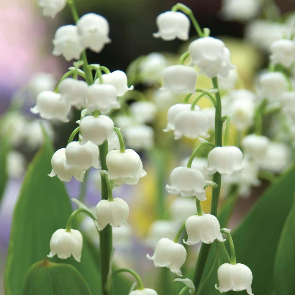 Convallaria Lily of the Valley - Bulk Offer - 25 bare roots