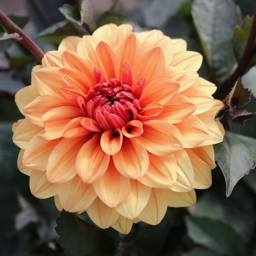 Dahlia Decorative David Howard - 2 tuber clumps - Longfield Gardens