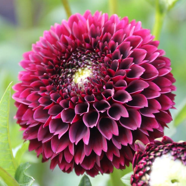 Close up of a single blossom of Jowey Mirella, highlighting this ball dahlia's perfectly round flowers and deep burgundy and maroon petals.