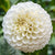A single blossom of the white ball dahlia Petra's Wedding, showing this variety's perfectly round form and snow white color.