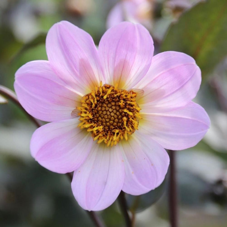 Single dahlia Bishop of Dover, showing the daisy-like flower with pale pink petals and a yellow center.
