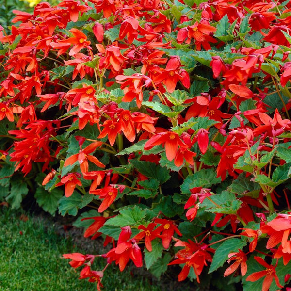 Upright tuberous begonia Bertini, an angel wing type with brilliant red flowers.