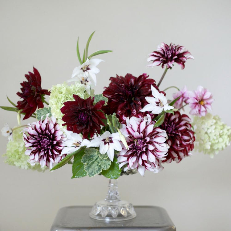 Dahlia Assorted Flirty Fleurs Dolcetto Collection