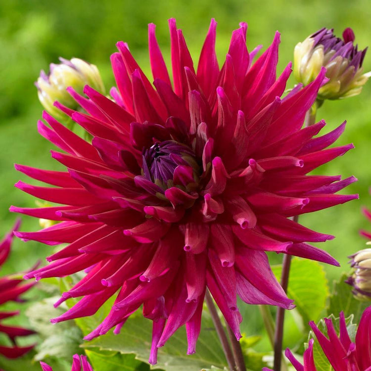 Dahlia Cactus Orfeo
