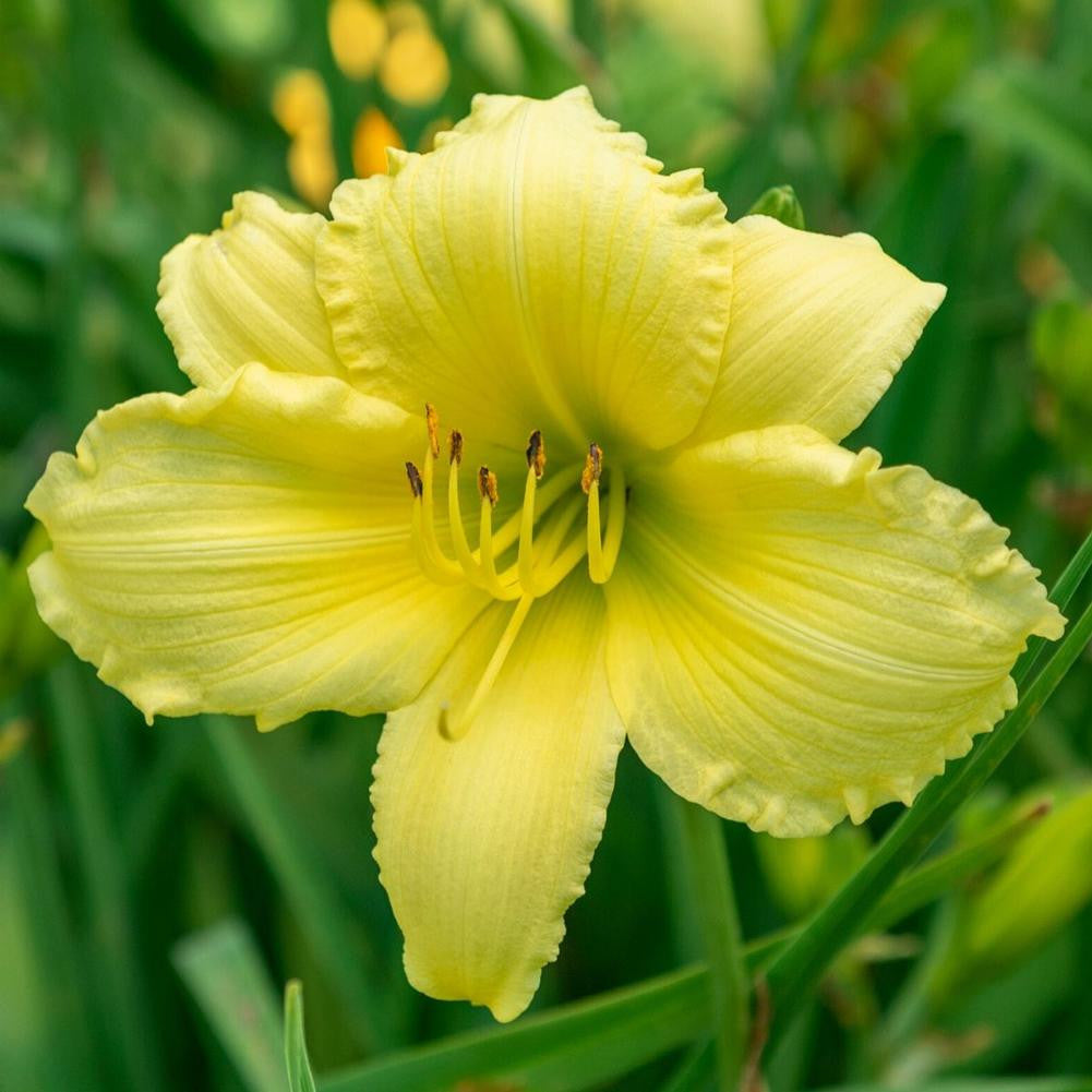 houseonthehill yellowflower ロンティ 80サイズ Stella dOro Daylily (Hemerocallis) For Sale | Dutch Bulbs