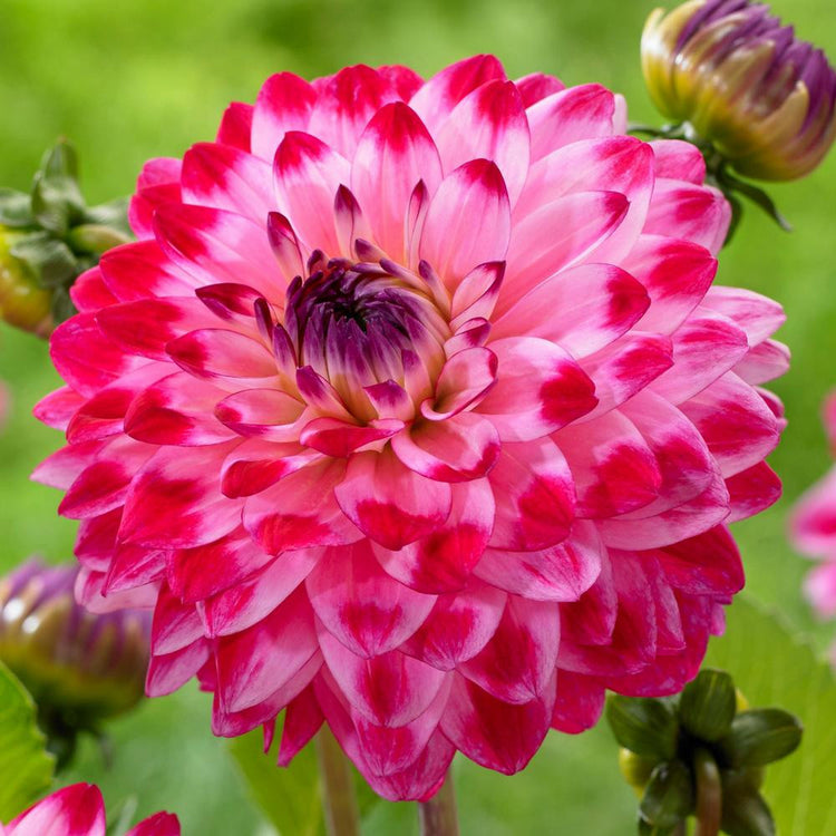 Dahlia Decorative Senior's Dream
