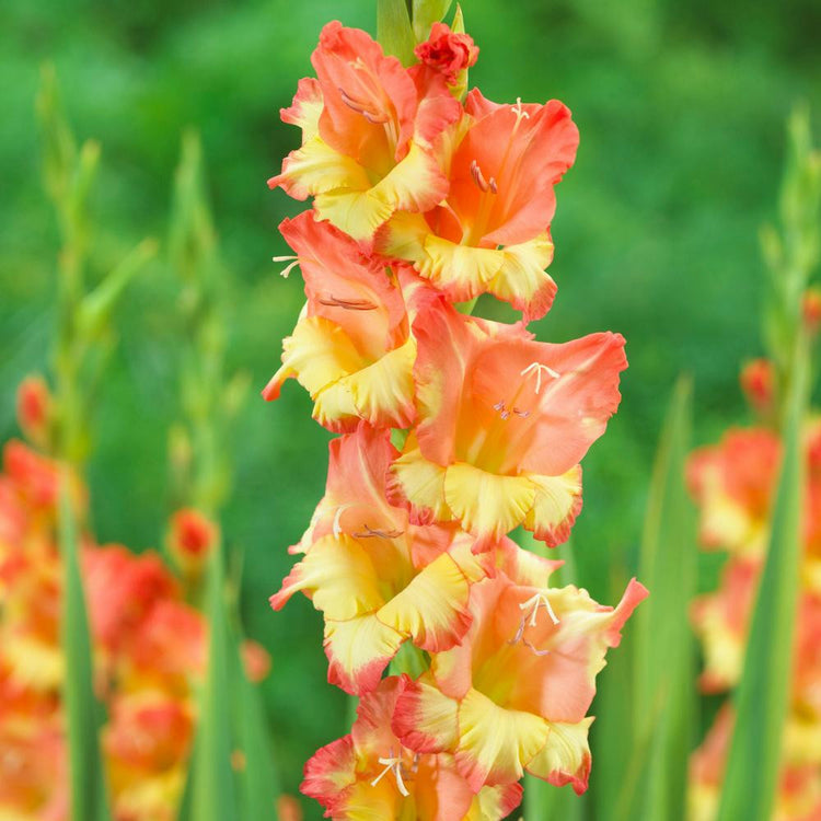 Gladiolus Princess Margaret Rose