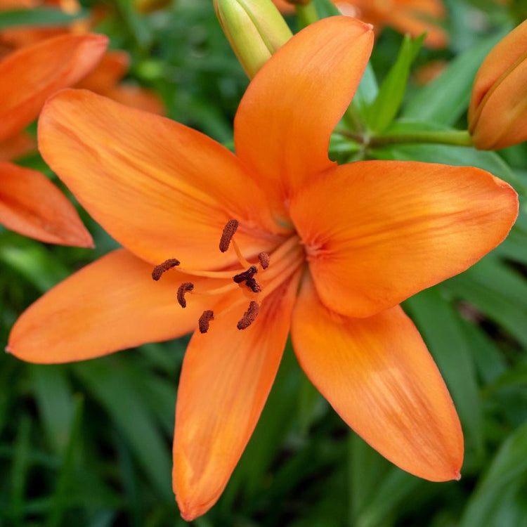 Tangerine-orange Asiatic lily Brunello, showing this early summer lily's large, outward-facing flowers.