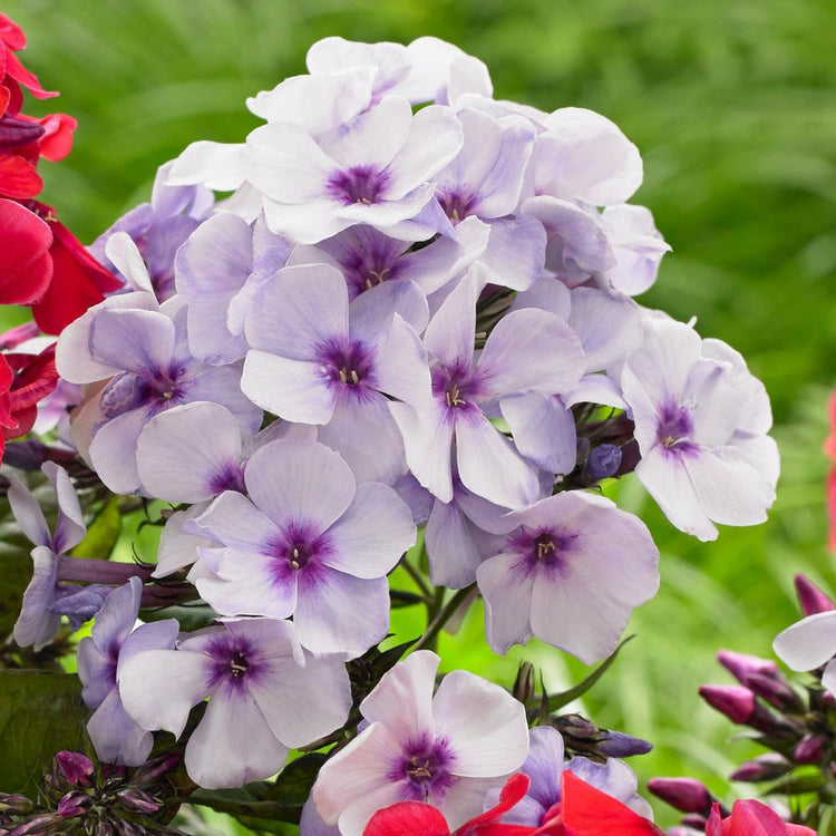 Phlox Paniculata Swizzle Blue