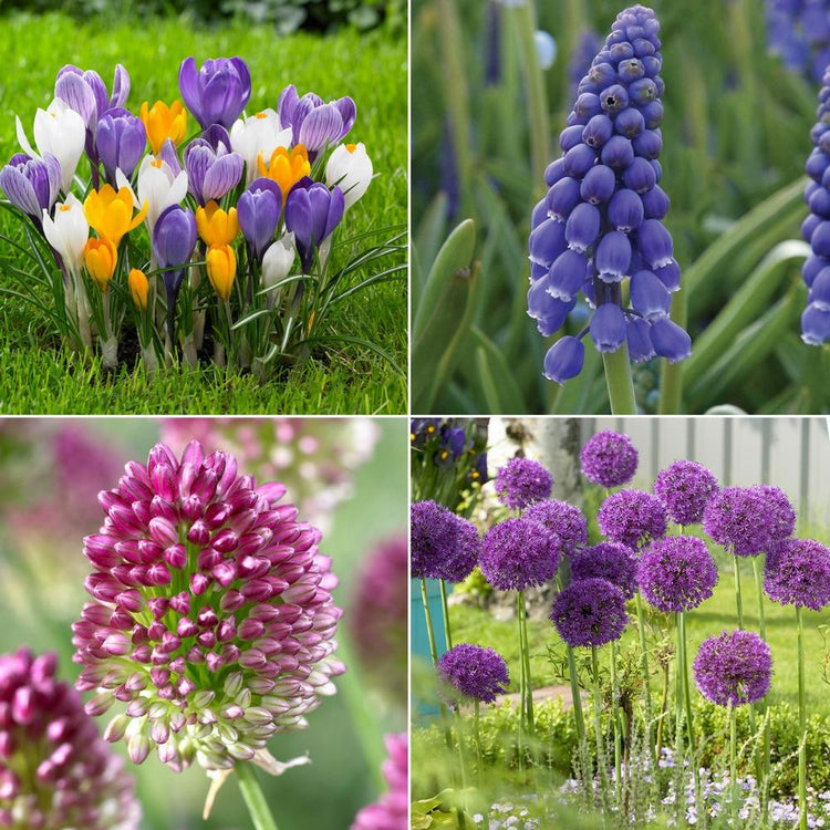 A collection of pollinator-friendly spring-blooming bulbs, featuring crocus, muscari and two types of alliums.