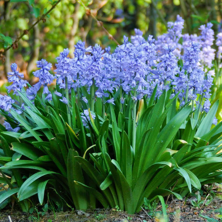 Scilla Hyacinthoides Campanulata Blue