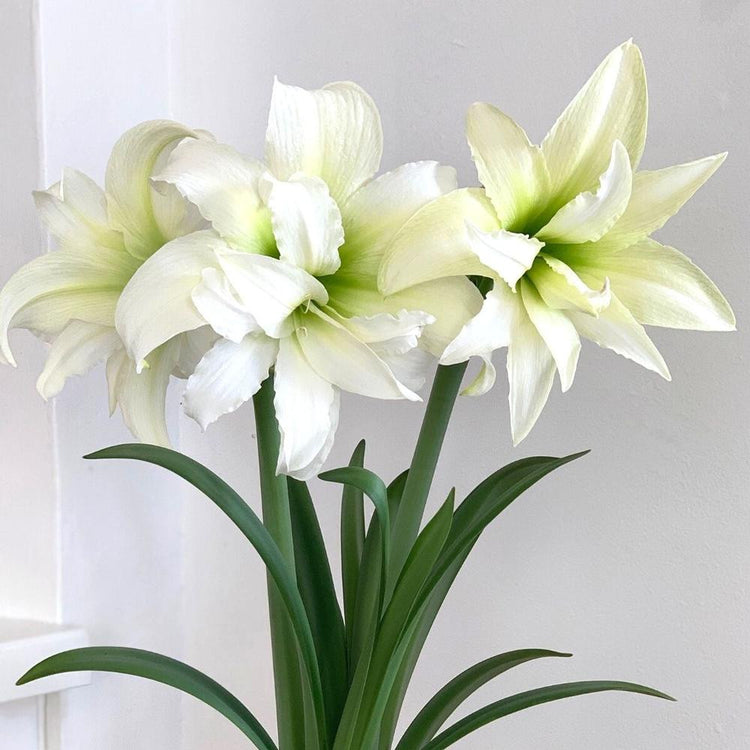 Amaryllis Double Ice Queen