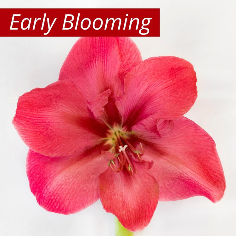 Amaryllis Single Bolero