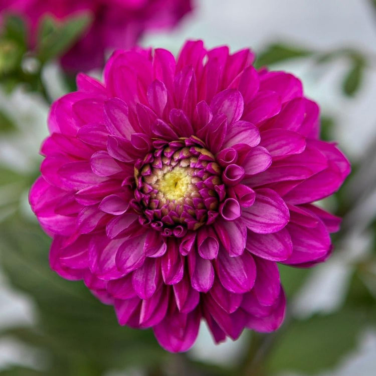 Decorative dahlia Cantiflora, showing this variety's vivid, raspberry-pink flower color and perfect form.