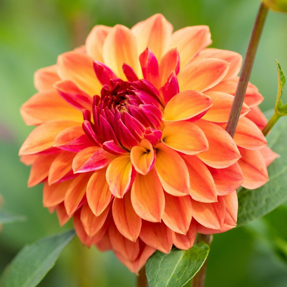 Dahlia Decorative Fur Elise - 3 tubers - Longfield Gardens