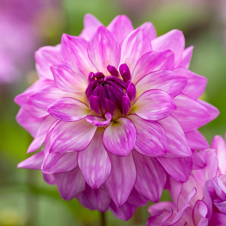 One blossom of decorative dahlia Lake Michigan, showing the flower's violet-pink petals, dark center and white highlights.