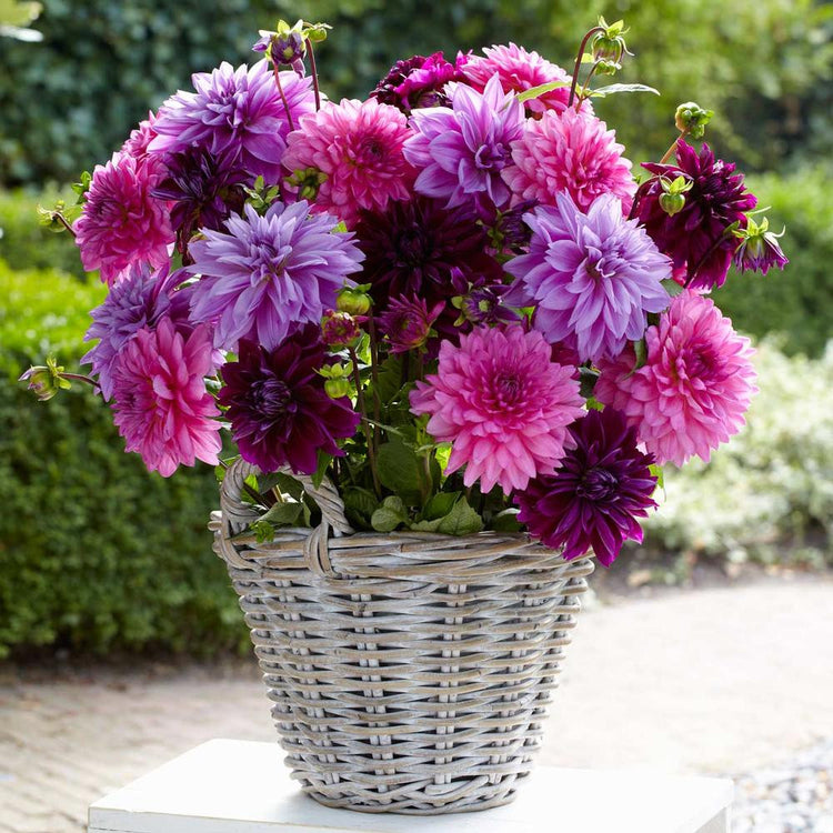 Dahlia Dinnerplate Lavender Blush Mix - Bulk Offer