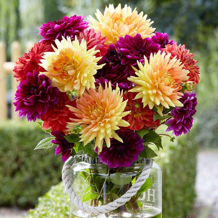 Dahlia Decorative Sugar Plum Mix - Bulk Offer