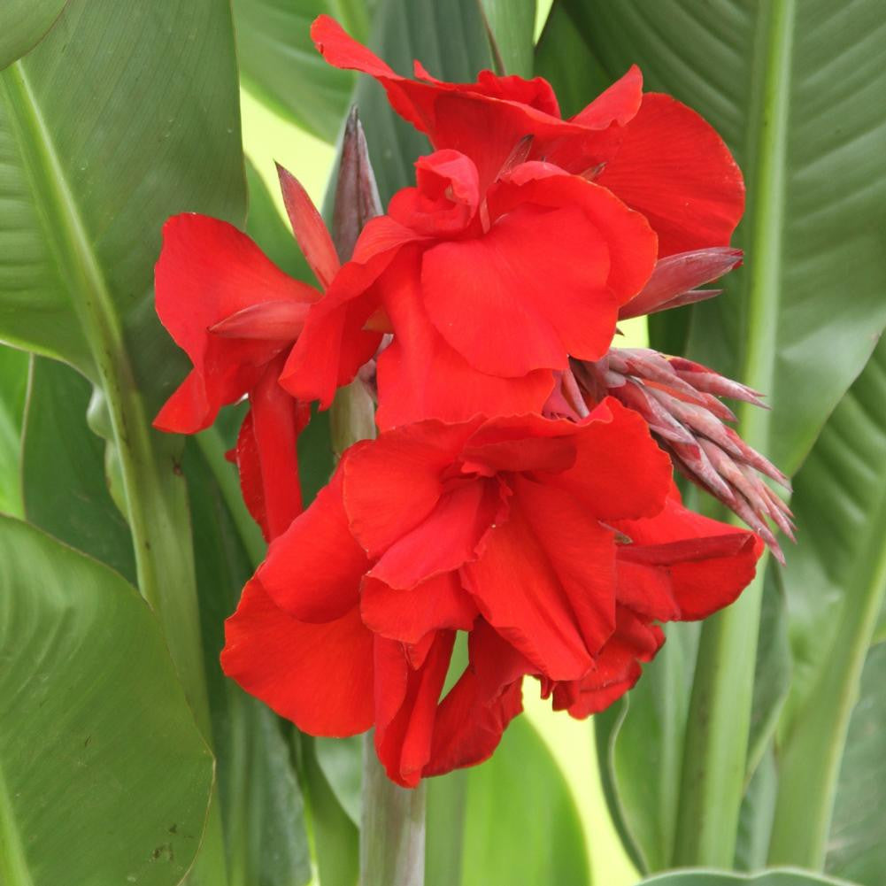 Canna Medium Fire Dragon - 3 rhizomes - Longfield Gardens