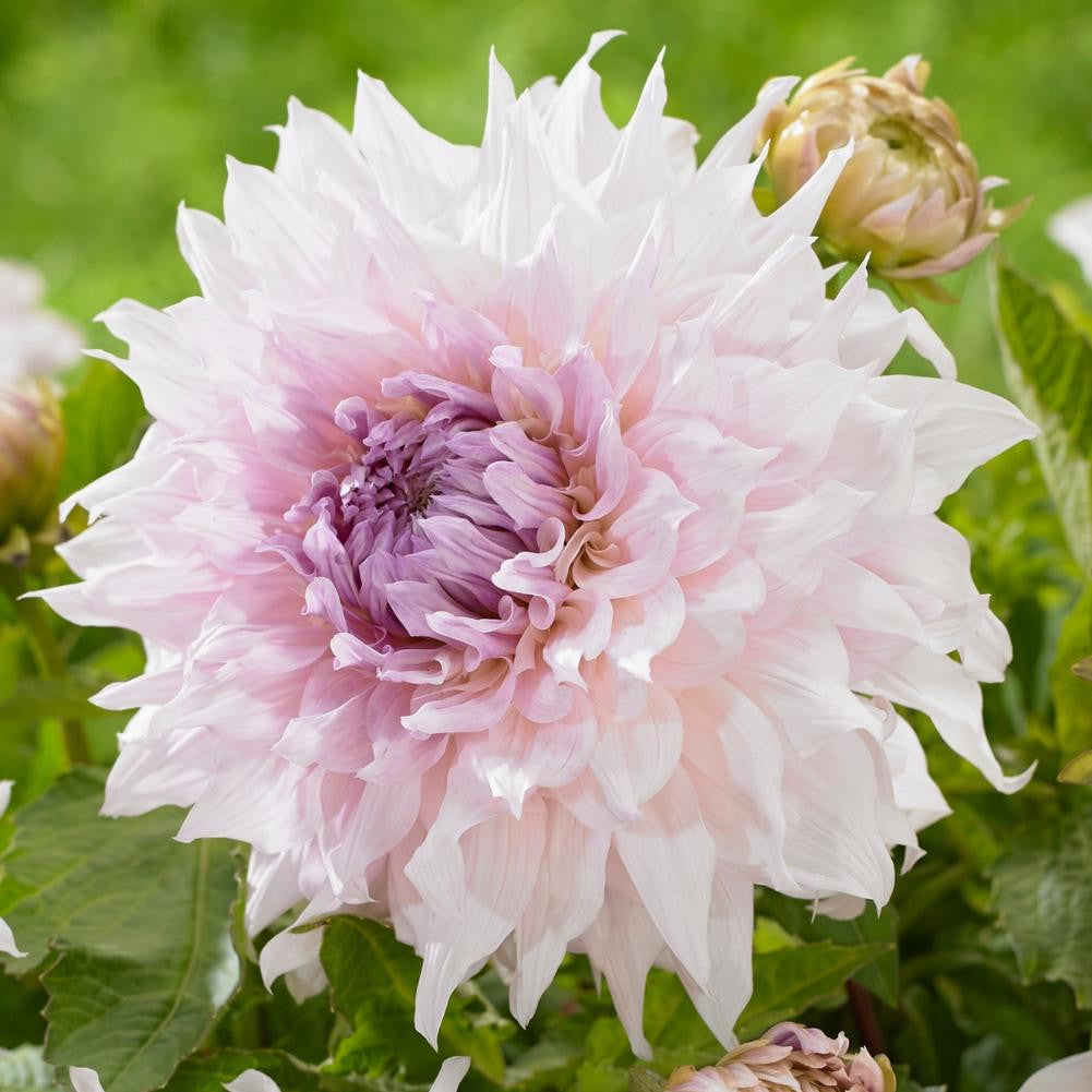 Dahlia Dinnerplate Shiloh Noelle - 2 tuber clumps - Longfield Gardens