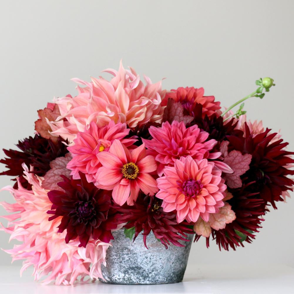 Dahlia Assorted Flirty Fleurs Sorbetto Collection - 10 tuber