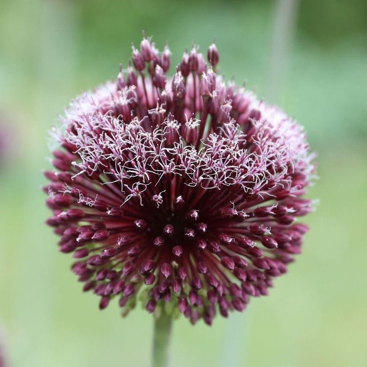 Allium Forelock