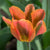 A single blossom of viridiflora tulip Artist showing the flower as it first opens with bold orange and dark green petals.