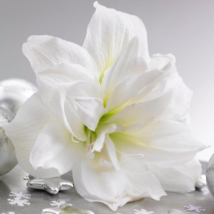 The double, pure white flower of amaryllis Arctic Nymph.