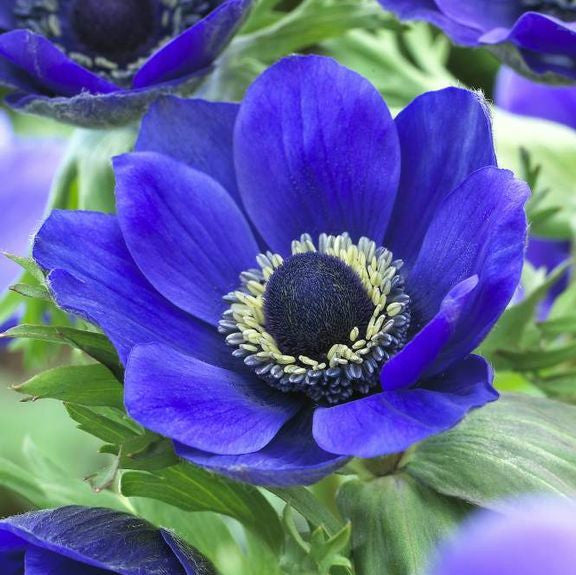 succulent anemone Anemone de Caen Mr Fokker (Spring) - 25 corms