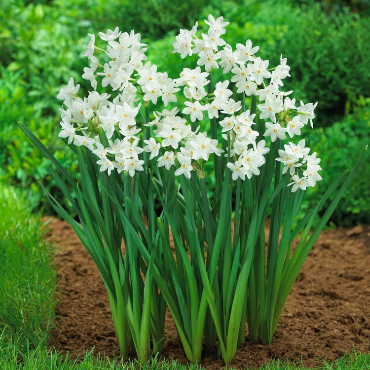 Daffodil Tazetta Ziva Paperwhites - Bulk Offer