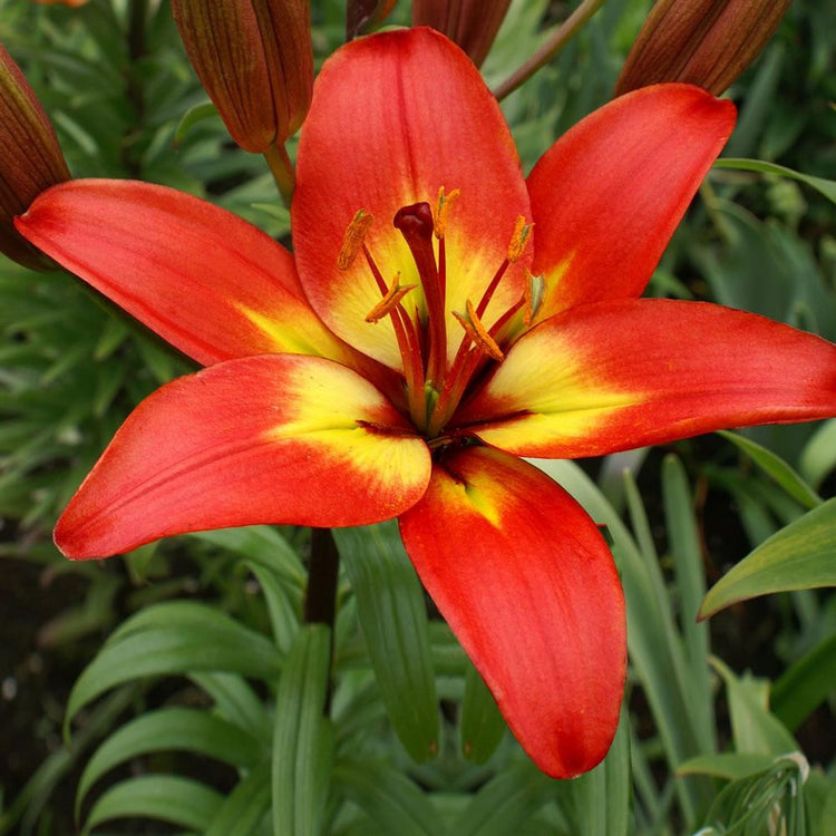 Lily Asiatic Forever Linda