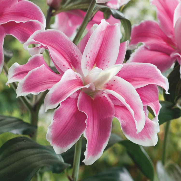 Double Oriental lily Lilac Cloud, displaying multiple layers of deep pink petals with white highlights.