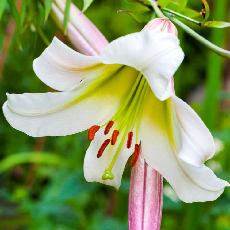 white trumpet lily flower Lily Trumpet Regale (Fall) - 5 bulbs