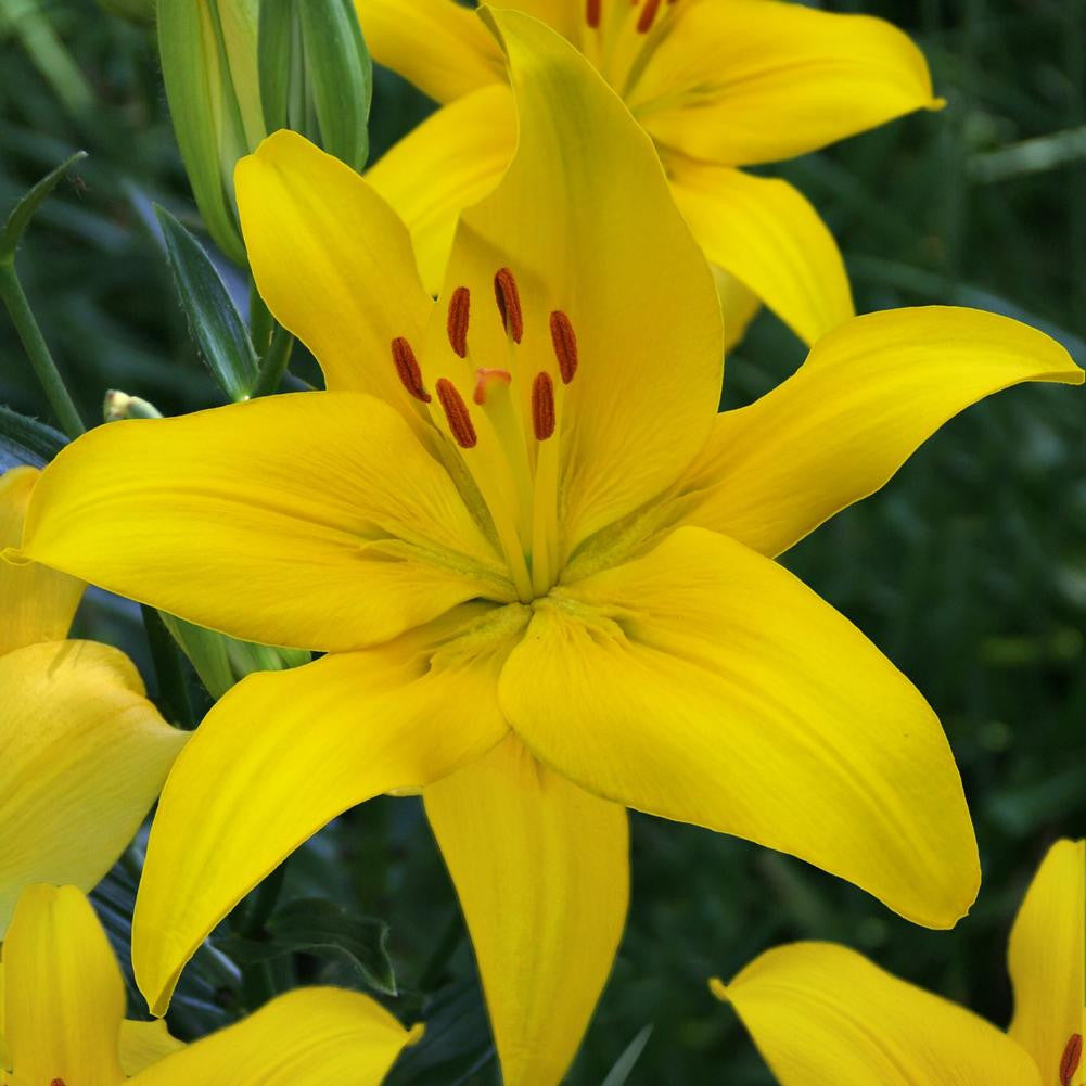yellow lilies flower Lily Asiatic Yellow County - 5 bulbs