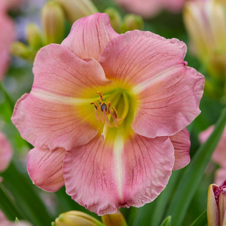 Daylily Lavender Tonic