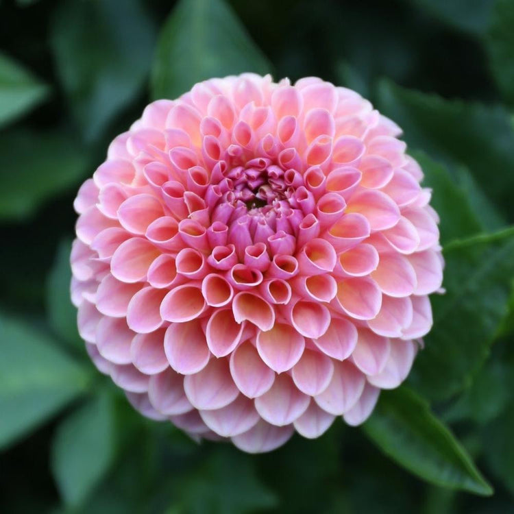 Dahlia Ball Linda's Baby