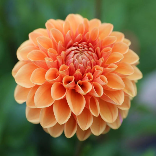 Dahlia Ball Maarn - 2 tuber clumps - Longfield Gardens