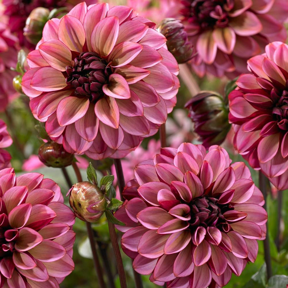 Dahlia Decorative Senior's Hope - 3 tubers - Longfield Gardens